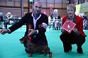 Crufts_dachshunds 1172